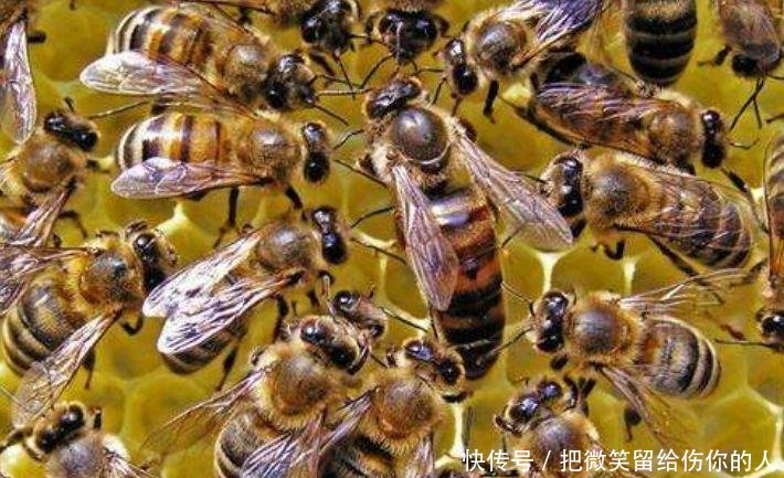 土蜂箱怎样进蜜蜂 t0115cd2f3c59ddfd94.jpg