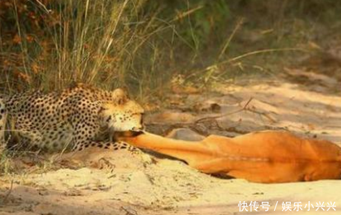 猎豹捕杀羚羊为孩子练习撕咬能力,没想却便宜了鬣狗 九州官方娱乐平台