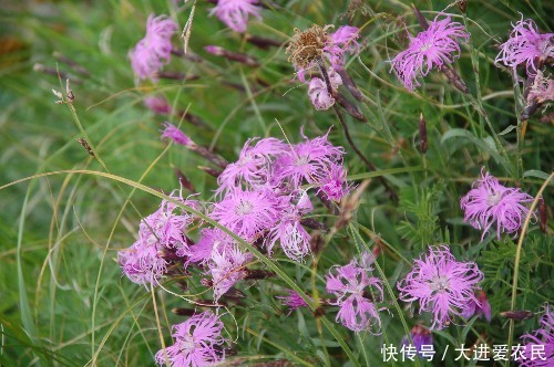 农村山里的一种野草，开花很好看，就像美丽的蝴蝶