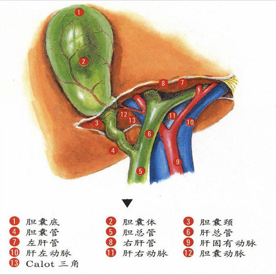 该三角内常有发自肝右动脉的胆囊动脉经过,并常见胆囊颈部的淋巴结.