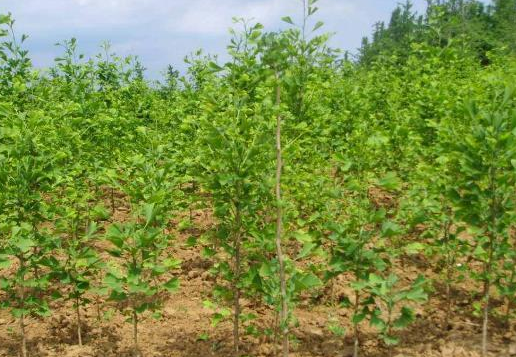 树木赔偿标准价格表