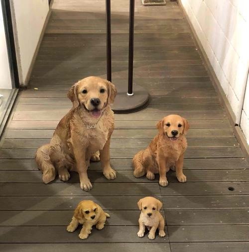 强大的家族基因,你家狗子有吗?