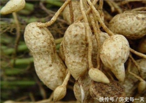 孩子快考试,别再傻傻地只买六个核桃了,这些农家小物更补脑 通博通宝