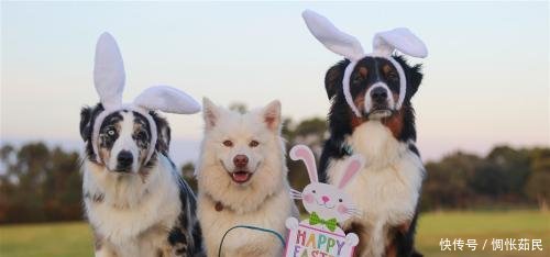 女子带雪橇3傻取钱,带狗拆提款机网友会和劫