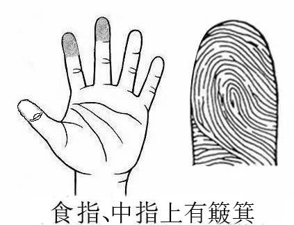 食指、中指有簸箕的人智商高于他人