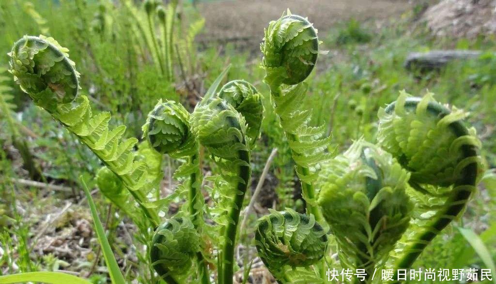 蕨菜野生美食山农村,我们应吃正确重庆狮子坪美味图片