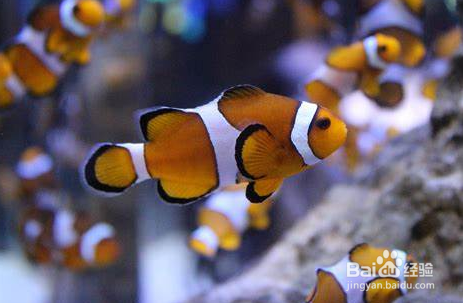 瑪納斯縣云天水族（瑪納斯縣云天水族館在哪里） 全國(guó)水族館企業(yè)名錄