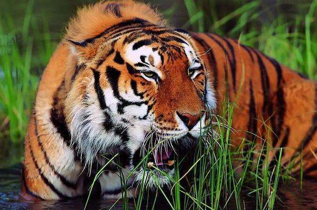 人口灭绝_灭绝动物(3)