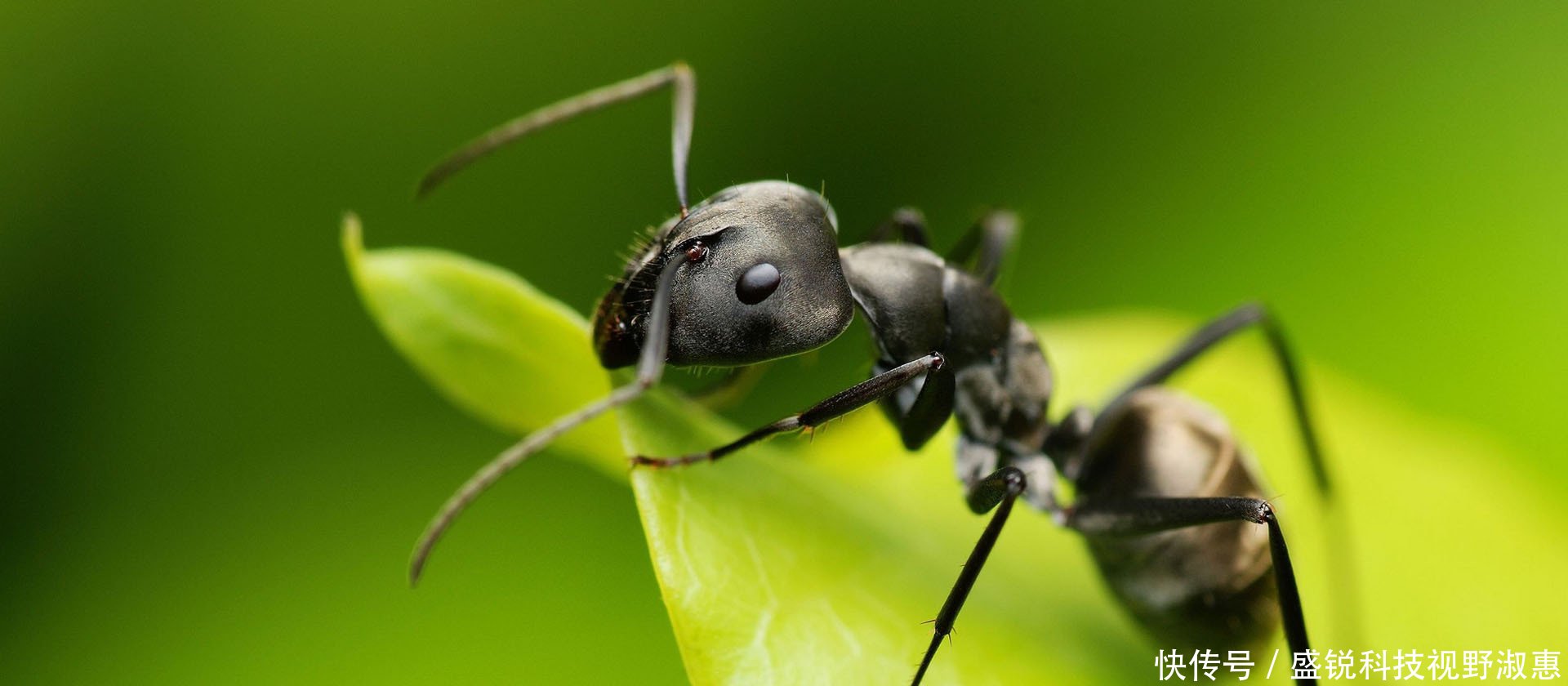 蚂蚁放大一万倍后,能不能成为地球的主宰答案