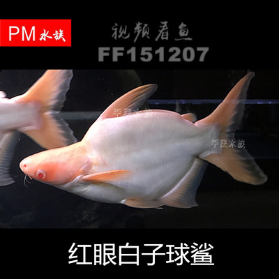 梧州水族批發(fā)市場在哪里有賣海鮮的（梧州水族批發(fā)市場在哪里有賣海鮮的地方）