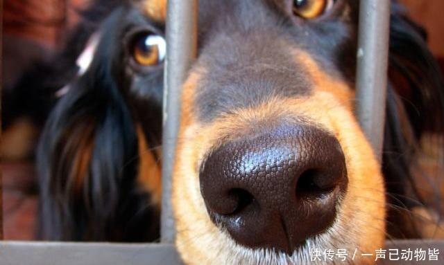 狗狗知识:科学家发现锌可以使狗对气味的敏感