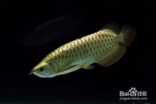 衛(wèi)東區(qū)神龍水族觀賞魚店（衛(wèi)東區(qū)神龍水族觀賞魚店電話）