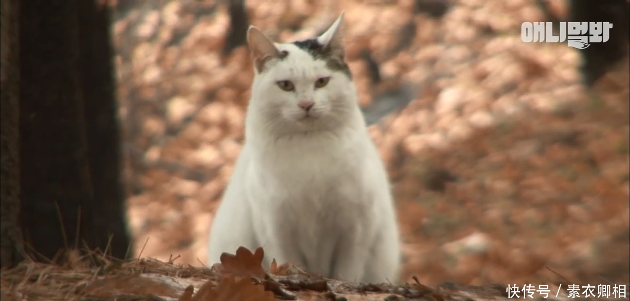 猫咪被遗弃山上3个月,不肯离开原地,等主人回