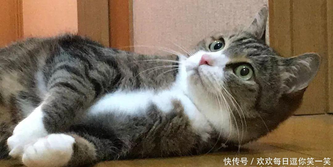 这世界上,还有比猫咪爱嘬脚更让人费解的事情吗? 葡京真人官网