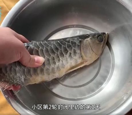 血紅龍魚多少錢一條啊視頻（血紅龍魚多少錢一條啊視頻講解） 紅龍魚百科