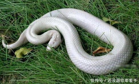 怎么看山上有没有蛇 t0123a8ee761e9e6da7.jpg