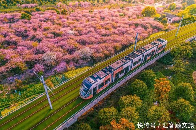 江浙沪又一网红打卡地！有轨电车穿过海棠花海，2元直达太湖