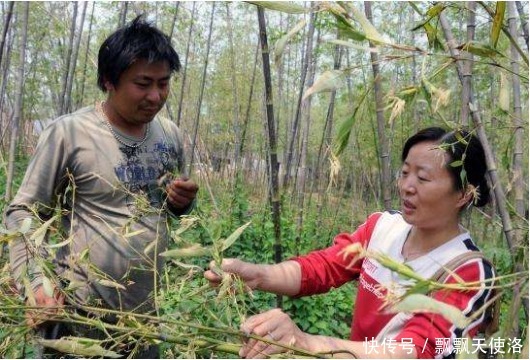 竹子开了花还结了果，为什么种植竹子的人非常不高兴呢！