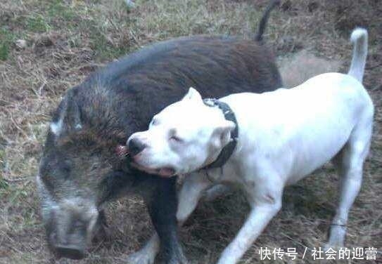 十大恶犬排名_十大恶犬排名介绍图