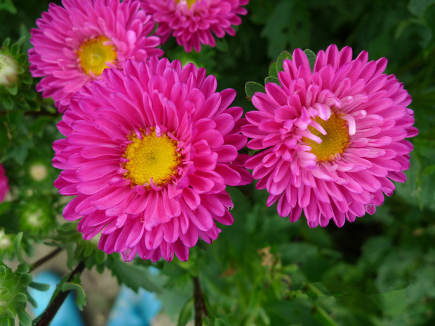 红菊花的花语