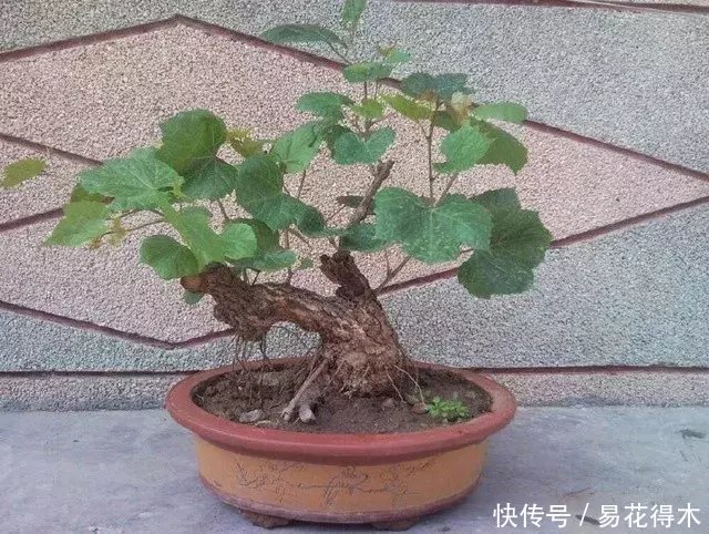 葡萄盆景的制作与鉴赏