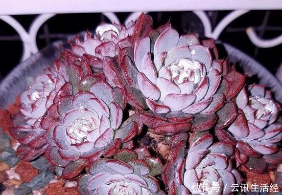 这些品种的多肉植物少浇水多晒, 简单养护就能