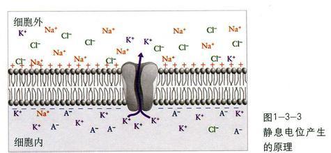 为什么静息电位大小等于钾离子的平衡电位