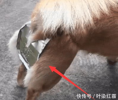为防止狗子鬼混,背影自制铁皮贞操裤,这下它男子图片高清女生头像图片空间图片