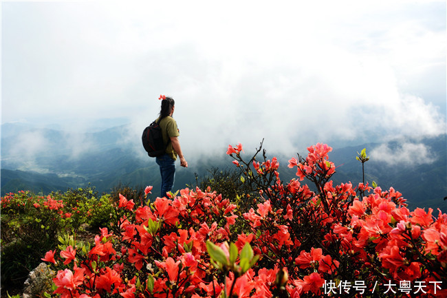 五一四天假期,广东连山金子山盛放满山杜鹃花