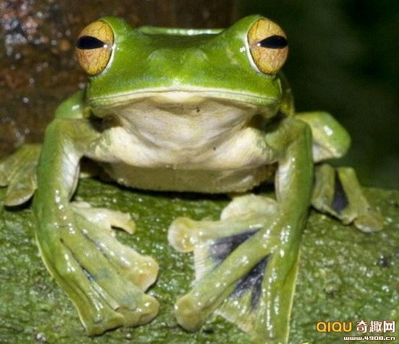 这种青蛙长着独特的前肢,蹼状前爪非常类似于华莱士飞蛙,后者生活在