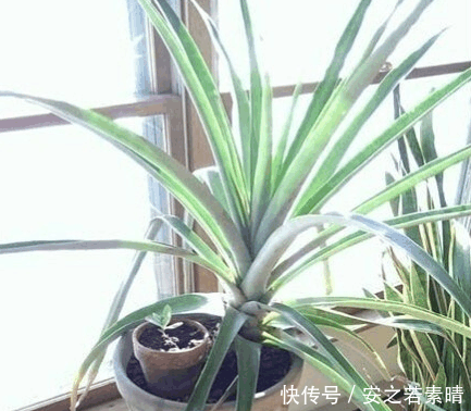 男子3年前吃完菠萝后将菠萝叶埋在土里,3年后