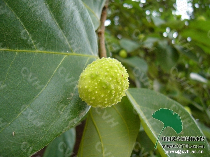 chang 中国植物图像库; 南川木菠萝为该属分布在我国最北端的植物