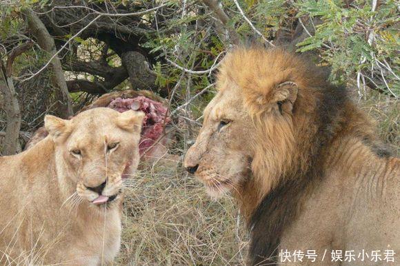 雄狮刚想教训不听话的小狮子,就被母狮看到,被