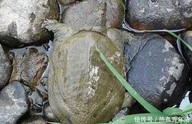 男子臭水沟中钓鱼,路人都嘲笑他傻,随后的画面,路人尴尬了