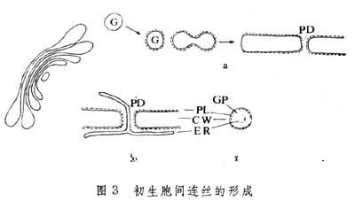 胞间连丝