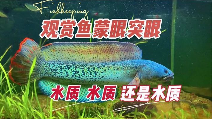 魚缸品牌排行榜前十名有哪些牌子好（魚缸品牌排行榜前十名有哪些牌子好用）