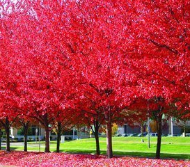 枫树的叶子红的像什么似得_360问答
