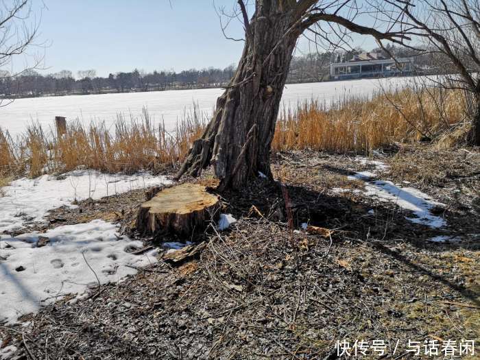 华为P20 Pro拍照评测: 最好的拍照手机 没有之