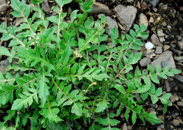 三叉草图片 t012fb299bdbaa9f4b1.jpg