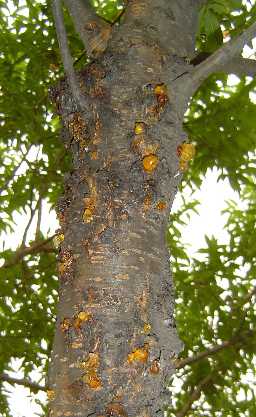 核果类果树流胶病的发生及防治