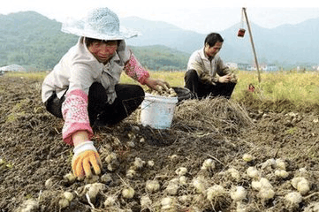 农民眼中的“摇钱树”, 像“姜”却比“姜”贵了几十倍