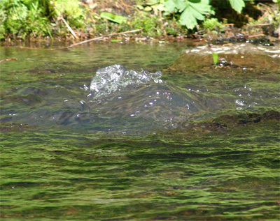 吉林长白山纯天然牌子好不好 哪款好评价