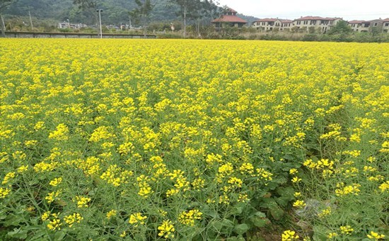 贵安温泉旅游度假村油菜花盛开美景醉人