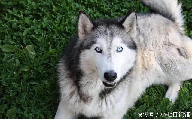 世界犬种介绍之五:雪橇三傻之哈士奇