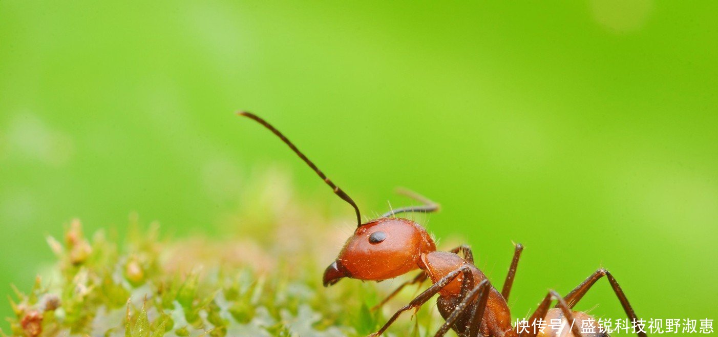 蚂蚁放大一万倍后,能不能成为地球的主宰答案