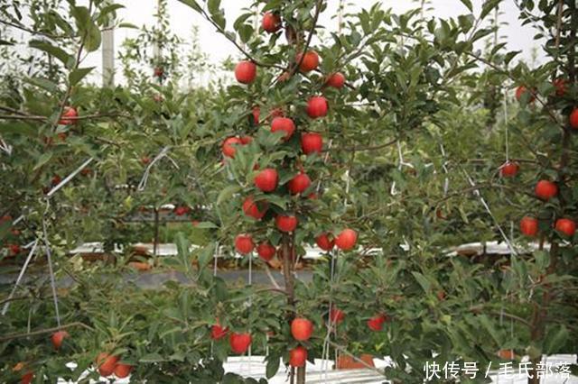 苹果树栽培技术|选苗有讲究,三看选对苗