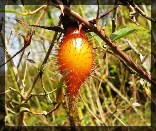 刺果泡酒能治疗胃溃疡吗_360问答