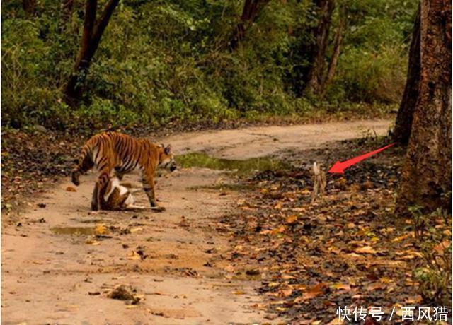 丛林中老虎猎杀斑鹿母子,杀死母斑鹿后老虎竟