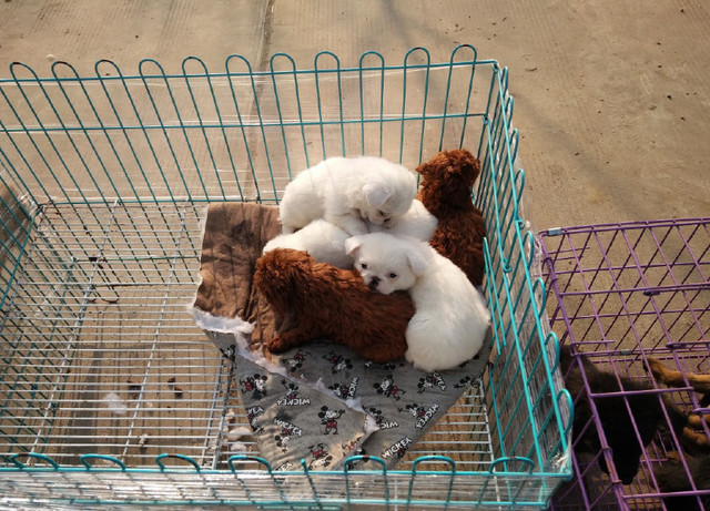 农村狗市上的这些狗你认识几个?最后一种最受