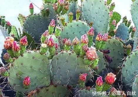 心理测试你最喜欢哪一棵仙人掌测测你的狠心程度有多高 188bet亚洲体育真人